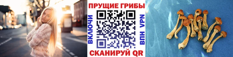 Псилоцибиновые грибы прущие грибы  Задонск 